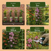 Klimplanten rainbow mix, vier soorten klimplanten