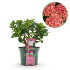 Hortensia Hydrangea Magical Green Fire, detail van het blad