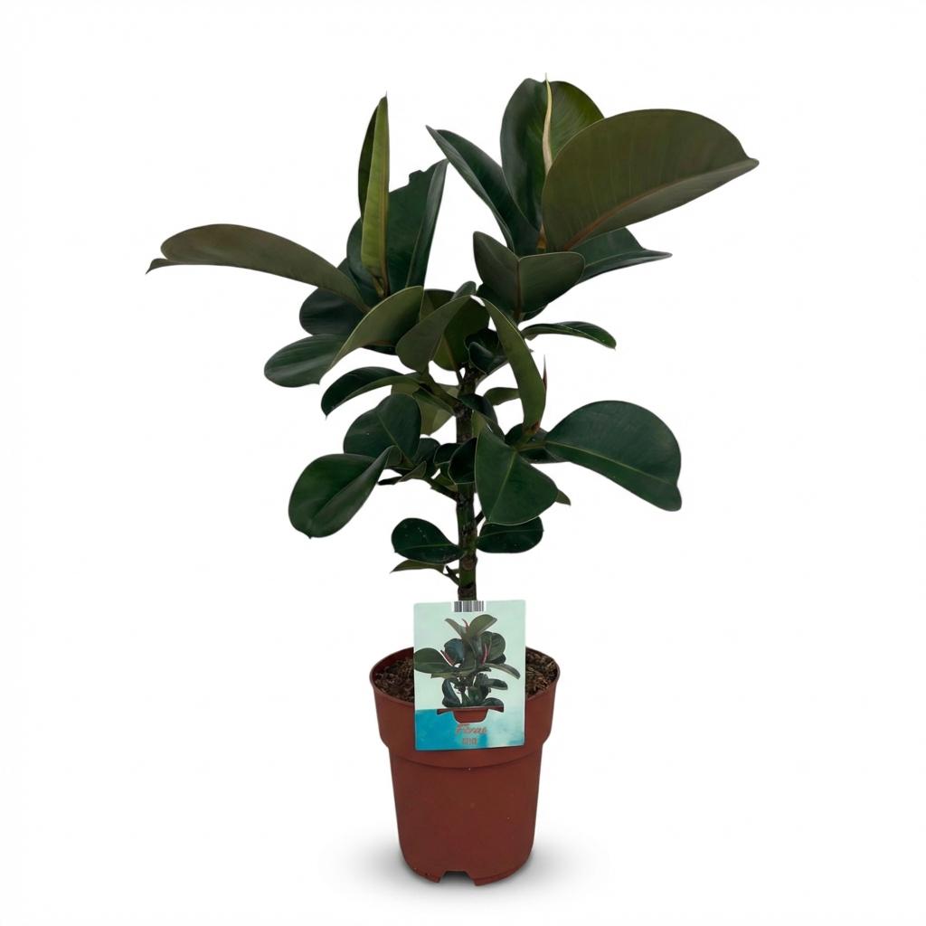 Rubberplant (Ficus Elastica Cloe), plant in pot