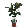 Rubberplant (Ficus Elastica Cloe), plant in pot