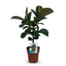 Rubberplant (Ficus Elastica Cloe)