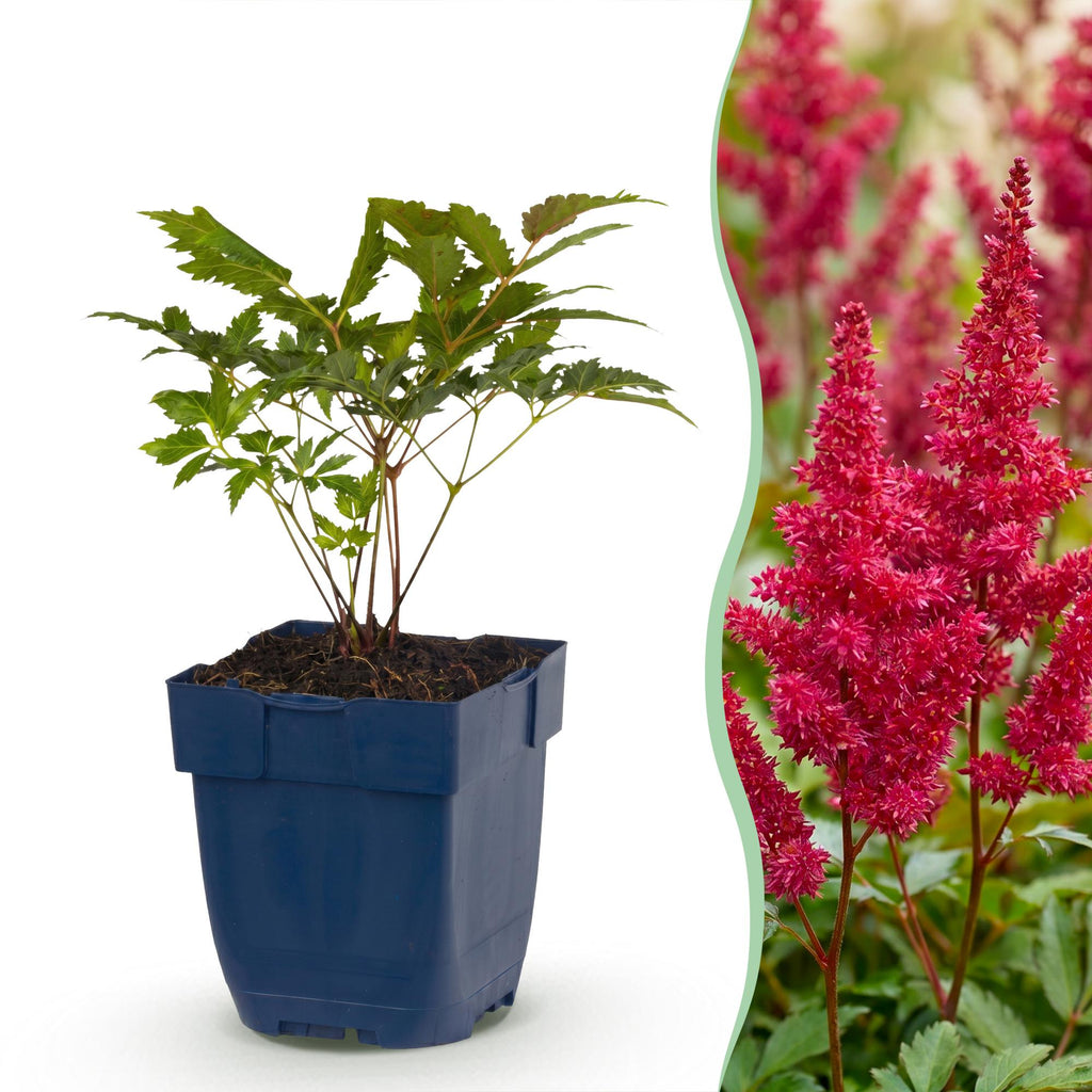 Pluimspirea (A) Fanal, kenmerkend blad