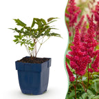 Pluimspirea (A) Fanal, kenmerkend blad
