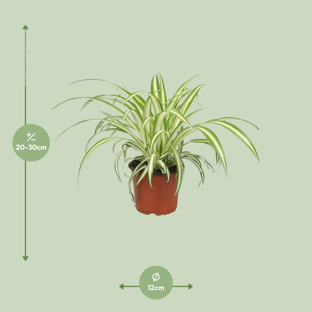 Detailfoto van Chlorophytum