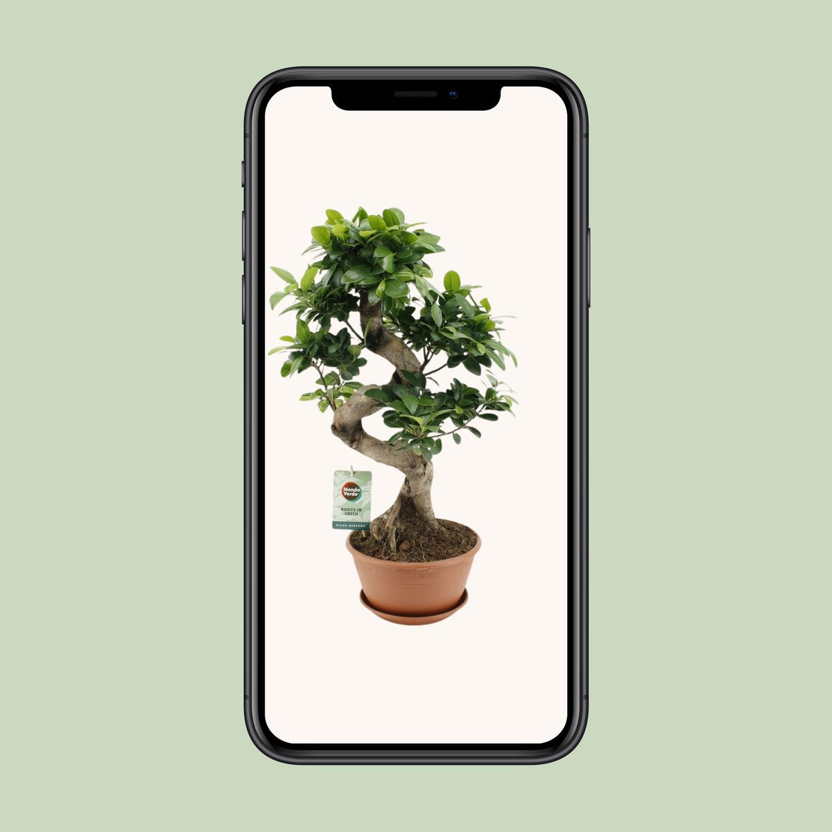 Ficus Ginseng, groene bladeren