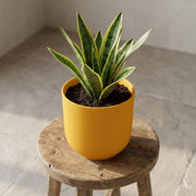 Pot Elho Jazz Round Amber Yellow - D19