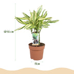 Dracaena fragrans Diamond Dream, compacte kamerplant