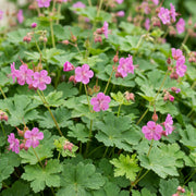 Geranium macrorrhizum - Ooievaarsbek - Bodembedekkend - Roze - 6 Planten