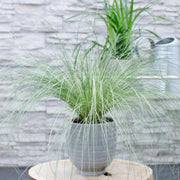 6 x Carex comans &