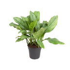 Productfoto van Aglaonema B.J, Freedman