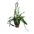 Productfoto van Epiphyllum Anguliger