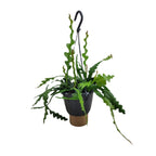 Productfoto van Epiphyllum Anguliger