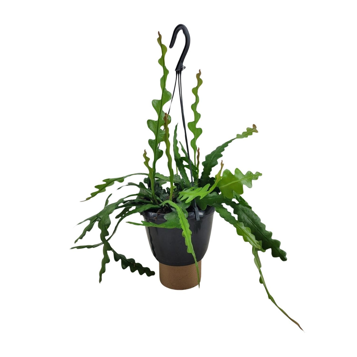 Productfoto van Epiphyllum Anguliger