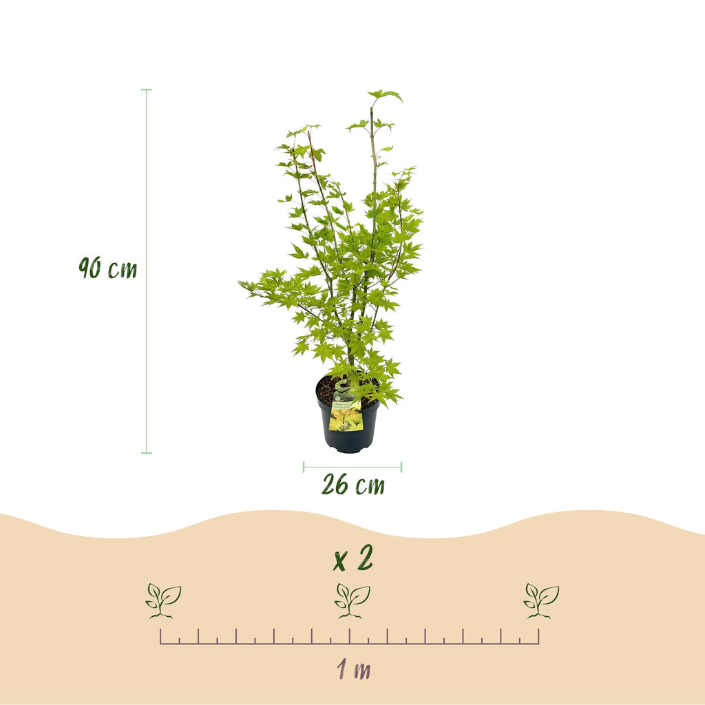 Acer palmatum Summergold, groene bladeren