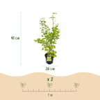 Acer palmatum Summergold, groene bladeren