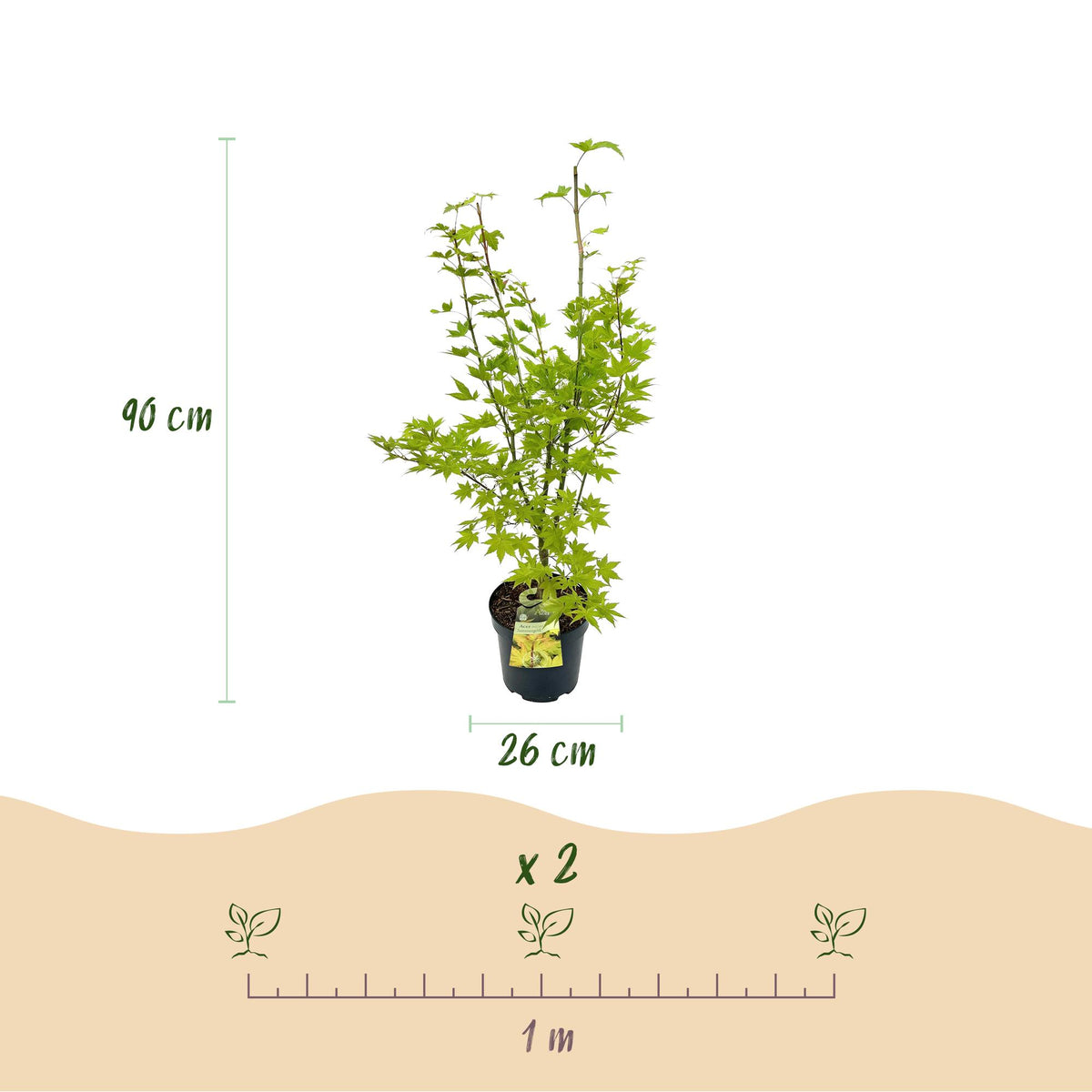 Acer palmatum Summergold, groene bladeren