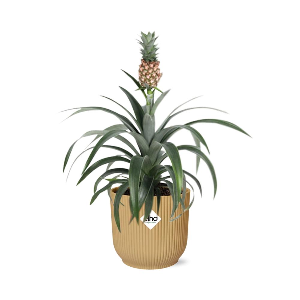 Detailfoto van Ananas Mi Amigo in ELHO Vibes Fold 14cm geel