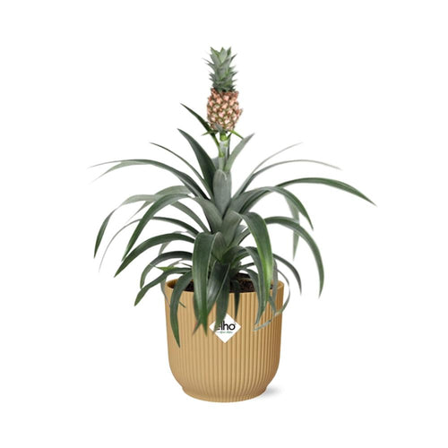 Detailfoto van Ananas Mi Amigo in ELHO Vibes Fold 14cm geel