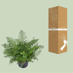 Asplenium Parvati, kenmerkend blad