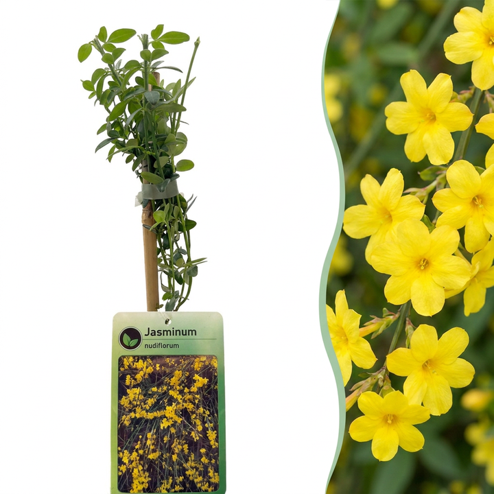Jasminum nudiflorum - winterjasmijn - Ø9 cm