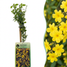 Jasminum nudiflorum - winterjasmijn - Ø9 cm