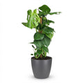 Gatenplant - Monstera Deliciosa mosstok  met grijze pot, plant in pot