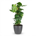 Gatenplant - Monstera Deliciosa mosstok  met grijze pot, plant in pot