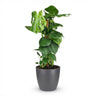 Gatenplant - Monstera Deliciosa mosstok  met grijze pot