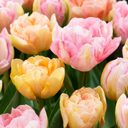 Tulp &