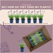 Echte lavendel Felice, set van 6 planten