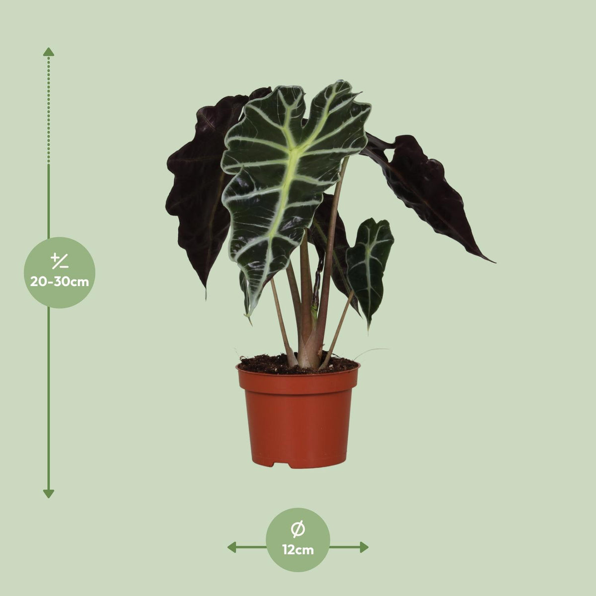 Alocasia Amazonica Polly, detail van het blad