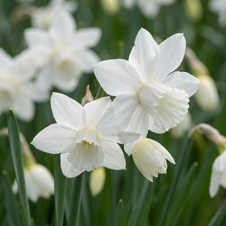 Engelennarcis &