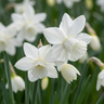 Engelennarcis 'Thalia' bloembollen, wit