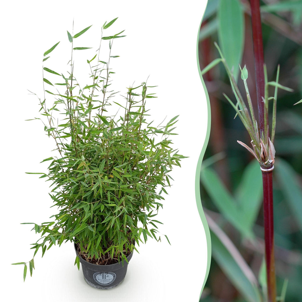 Fargesia nitida Red Dragon, niet-woekerende tuinbamboe, gezonde plant voor binnen of in de tuin