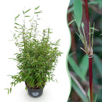 Fargesia nitida Red Dragon, niet-woekerende tuinbamboe, gezonde plant voor binnen of in de tuin
