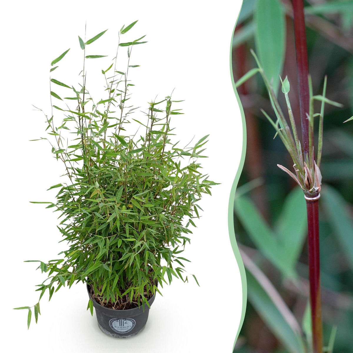 Fargesia nitida Red Dragon, niet-woekerende tuinbamboe, gezonde plant voor binnen of in de tuin