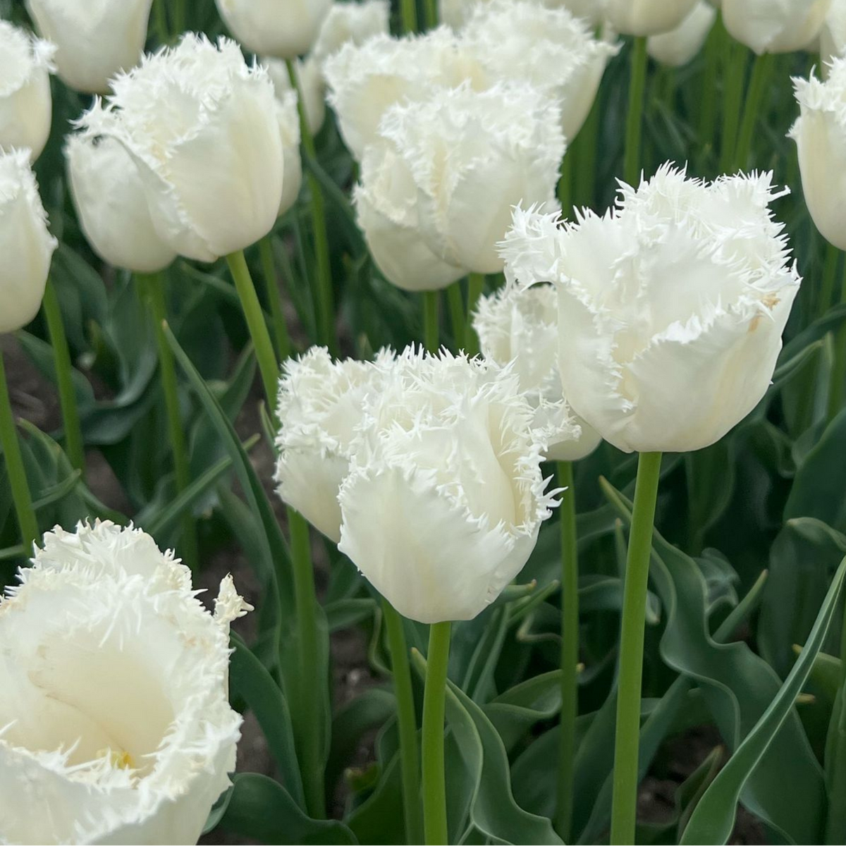 Tulpenbollen Honeymoon Maat 11/12, kenmerkend blad