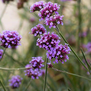 Verbena bonariensis - ijzerhard - 24 planten