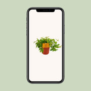 Peperomia Ang. Rocca Vivace