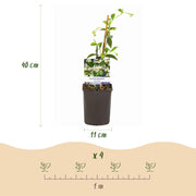 Trachelospermum jasminoides