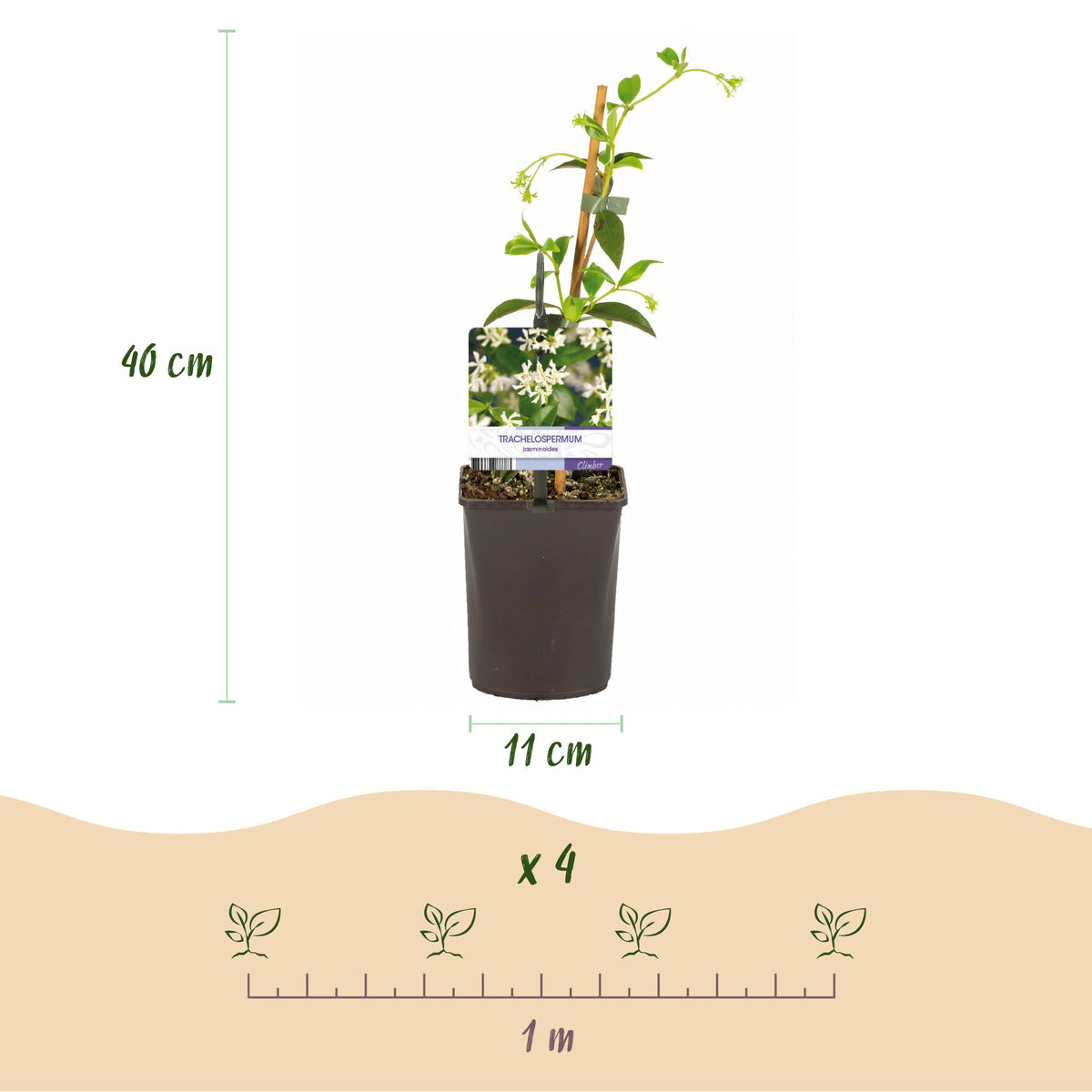 Trachelospermum jasminoides, groene bladeren