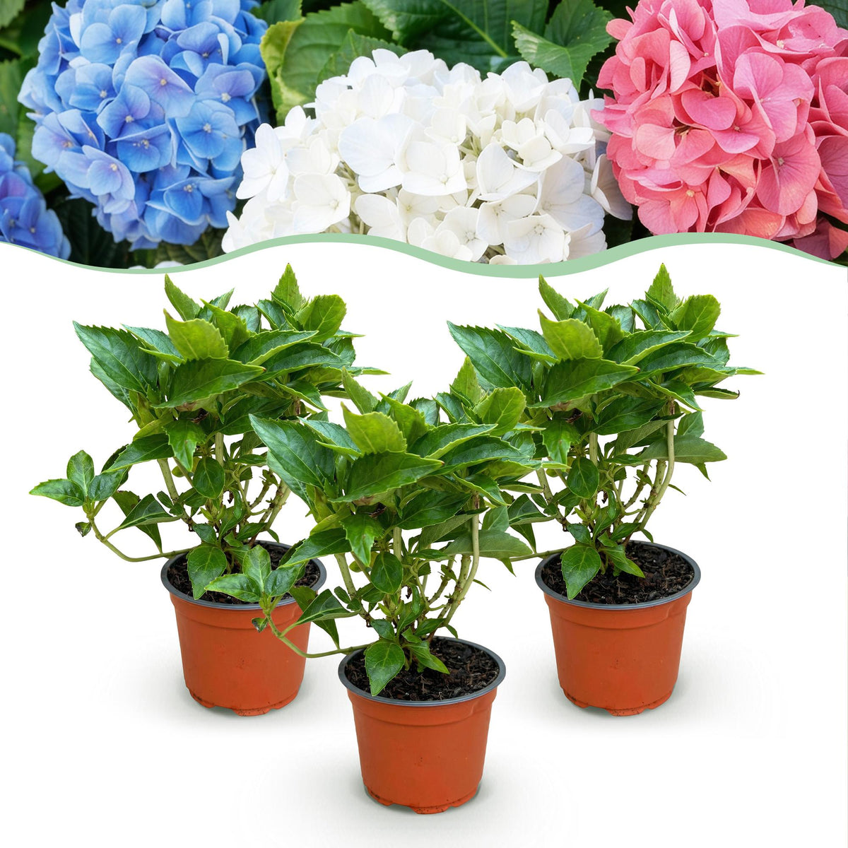 Hydrangea macrophylla Tricolour, plant in pot
