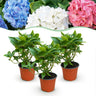 Hydrangea macrophylla Tricolour