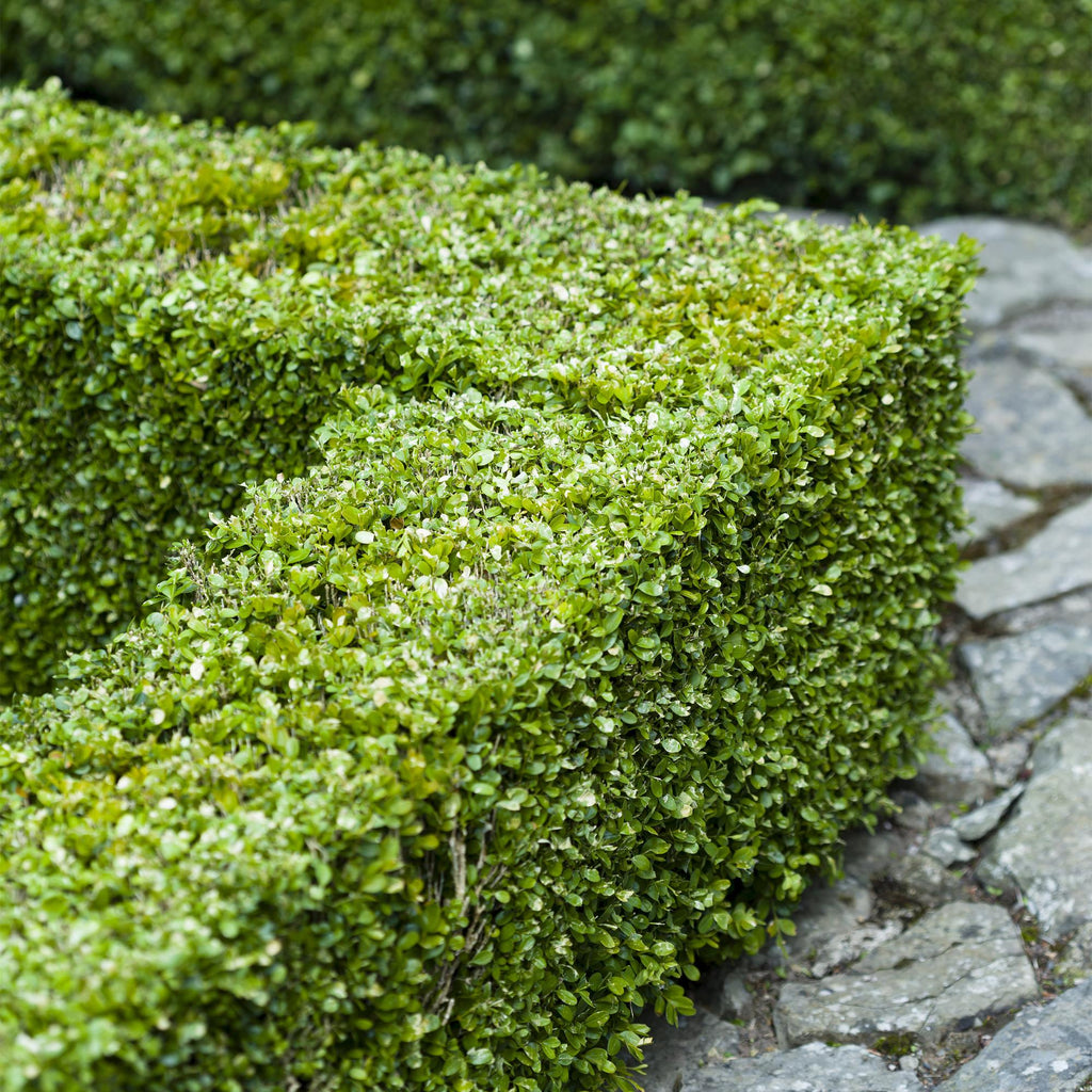 Buxus sempervirens, kenmerkend blad