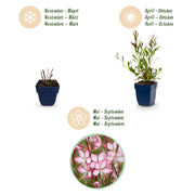 Gaura lindh. Rosyjane - Prachtkaars - Bijen- en vlinderlokkers - Roze - 6 Planten