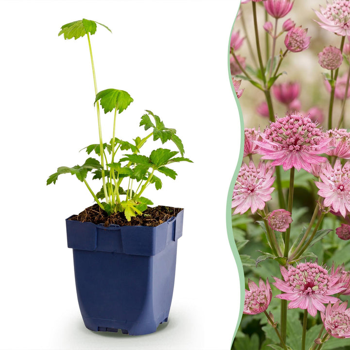 Astrantia major - Sterrenkruid - Schaduw - Wit-Roze - 6 Planten
