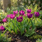 Tulp &