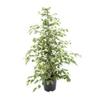 Ficus benjamina Twilight, plant in pot