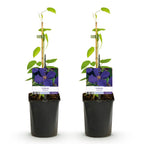 Clematis Jackmanii, plant voor tuin en border