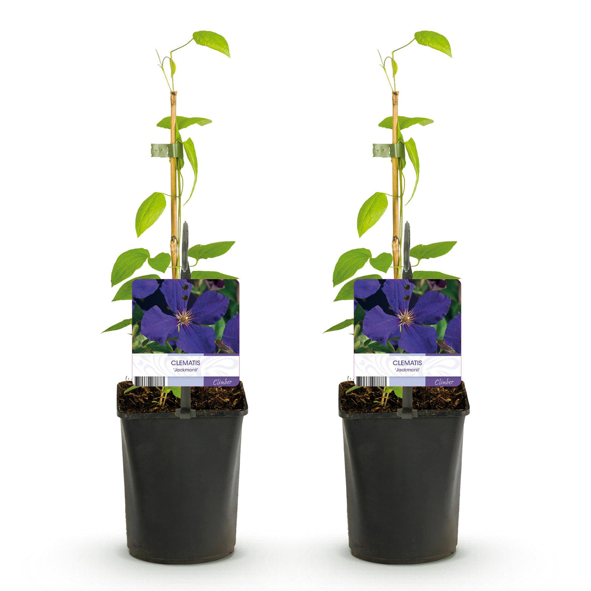 Clematis Jackmanii, plant voor tuin en border